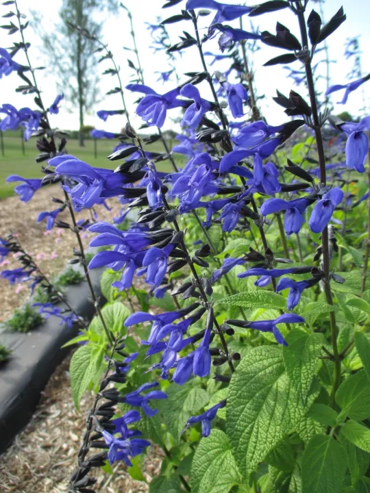"Blue%20Salvia%20Flowers%20Seeds-(15%20Piece)"%20-%20Image%205