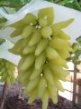Indian Long Sweet Grape Seeds -20 Pcs Seeds. 