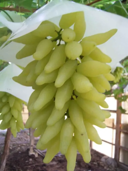 Indian%20Long%20Sweet%20Grape%20Seeds%20-20%20Pcs%20Seeds%20-%20Image%204