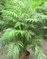 10 Pcs / Bag Chamaedorea Elegans Bonsai Potted Parlour Palm Bonsai Indoor Outdoor Home Ggarden Bonsai Plants Planting Is Simple. 
