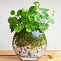 Pennywort plant indoor plant and outdoor plant  1 piece. 