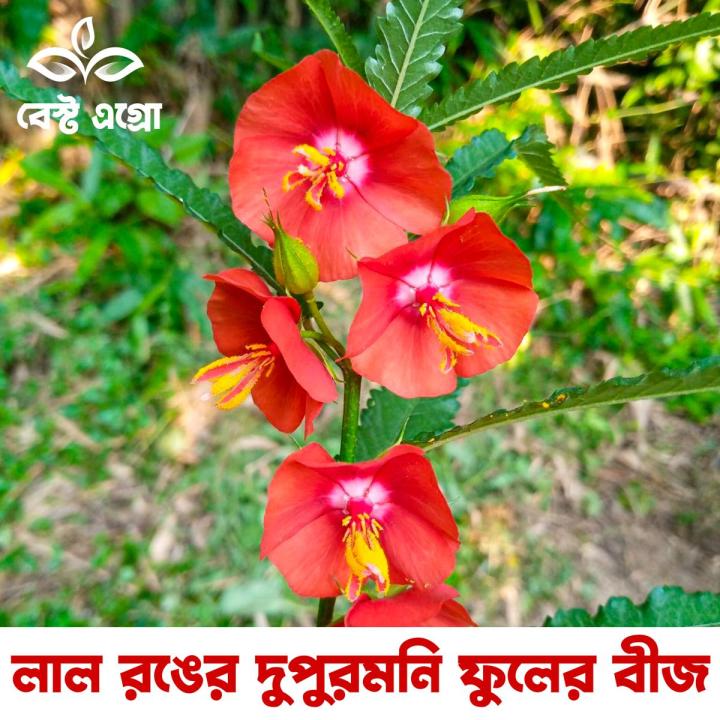 Newfangled - red Midday (Dupur Moni) Flower - 12 Pieces seeds: Stunning, Fragrant, and Long-Lasting - Tools, DIY & Outdoor