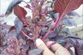 Red Spinach Seed ( Lal Shak ) - 20 gm lal shak seeds - লাল শাকের বীজ Hybrid  seeds/seed/bij. 