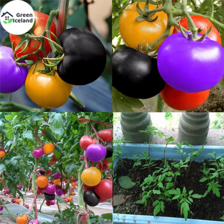20%20Pcs%20Global%20Colourful%20Rainbow%20Tomato%20Fruit%20Bonsai%20Seeds%20-%20Image%204