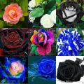 Global Mixed Rainbow Roses Flower Seeds - 30 Pcs Seeds. 