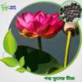Multicolor Lotus Flowers Seeds 5 pises.
