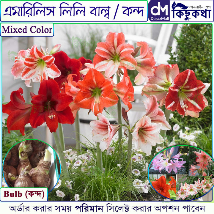 Amaryllis Lily Flower - 01/02/03 pcs Mature Bulb -  মিক্সড কালার  এমারিলিস ফুলের ম্যাচিউরড বাল্ব বা কন্দ - ০১/০২/০৩ পিচ