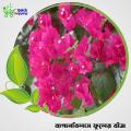 5 Pis Bagan Bilash Flowres Seeds (Multicolor Flowers). 