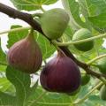 Hybrid Fig Fruit Seeds 30 Pis + Gift. 