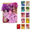 Mixed Multiple Colorful Dried Flowers For Resin Multicolor Jewelry Molds Real Pressed Dry Flower Leaves. 