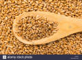 Red Wheat Grain For Brids Foods -( লাল গমের দানা )-1Kg. 
