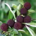 Arbutus Fruit Myrica Rubra Bonsai Red Bayberry Perennial Flower Garden Sweet Fruit Tree Plant & seeds Germination. 