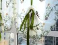 100*80cm Strawberry/Butterfly Pattern Curtain Flower Tulle Finished Product Quality Window Screens Curtain Home Decoration. 