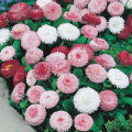 English Daisy flower Seeds -20 pcs (Imported Global Seeds).