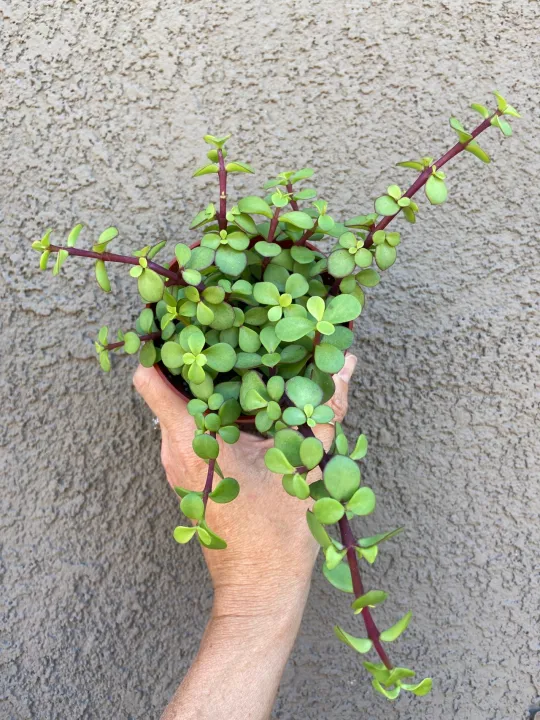 Indulge%20Durablity%20-%20Premium%20Quality%20-%20Z%20Plant%20Sakulant,%20Z%20Plant,%20Portulcaria%20Afra%20Sakulant%20-%20Vintage%20Choice%20-%20Exclusive%20Experience%20-%20Image%203