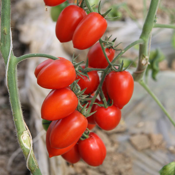Cherry%20Tomato%20Red%20Colour%20intact%20colour%20Packet%2050%C2%B1%20Seeds%20intact%20full%20packet%20-%20Image%203