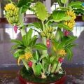 Very Rare Banana Bonsai Fruit Bonsai Rare Exotic Bonsai Banana Potted Gift Plant Decoration Home & Garden- 30Pcs seeds. 