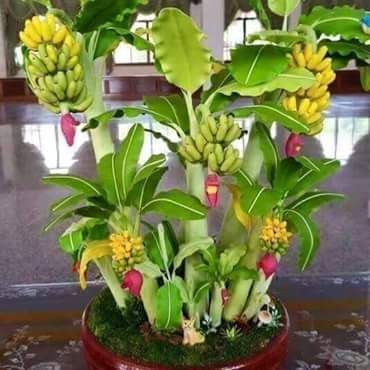Very%20Rare%20Banana%20Bonsai%20Fruit%20Bonsai%20Rare%20Exotic%20Bonsai%20Banana%20Potted%20Gift%20Plant%20Decoration%20Home%20&%20Garden-%2030Pcs%20seeds%20-%20Image%202