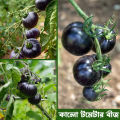 Black Color Tomato Seeds 12 Pice + gift.