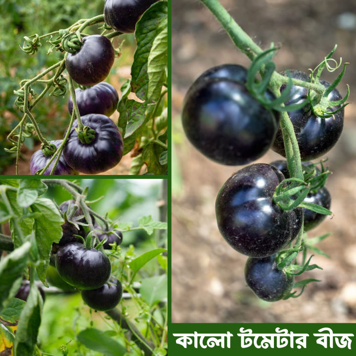 Black Color Tomato Seeds 12 Pice + gift
