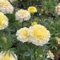 সাদা গাদা ফুল / Marigold White Color Flower Seed  - 15/30 Pcs Seed For All Season Imported Hybrid Seed. 