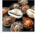 Large Natural Tiger Cowrie (Cypraea Tigris) Shell Craft Beach Decor.