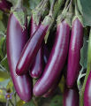 Bankim Purple Long Eggplant Brinjal Begun -100 seeds.