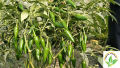 Premium Quality Foreign Vegetable Seed (Hybrid) Combo Package (Re Packet) / seeds. 