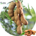 Sweet Tamarind Fruit Bonsai Seeds (মিষ্টি তেতুল বীজ)-10 Pcs Seeds. 