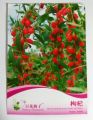 WOLFBERRY FRUIT SEEDS ( INTAKE PACKET ) = 50 PLUS SEEDS.
