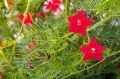 Kunjo Flower Seed (কুঞ্জফুল বিজ ) - 10 pcs Seed - 3 Color Mix.