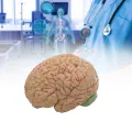 Human Brain Model Simulation 8-Part PVC Life-size Anatomy Teaching Tool for Classroom. 