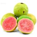 25 Pcs / Bag Guava Bonsai Delicious Tropical Fruit Potted Non Transgenic Outdoor Plants Fruit Tree.