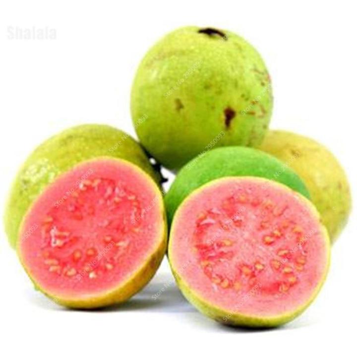 25 Pcs / Bag Guava Bonsai Delicious Tropical Fruit Potted Non Transgenic Outdoor Plants Fruit Tree