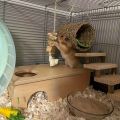 2pcs Small Pet Nest Toy, Hamster Straw Woven Tunnel Nest With Wooden Ladder And Warm Pad, Small Animal Supplies.