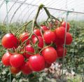 Thai Sweet Red Cerry Tomato 30+ Seeds All Season. 
