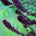 50 Pcs Amorpha Fruticosa Seeds False Indigo Bush Tree Plant Amorpha Fruticosa Tree. 
