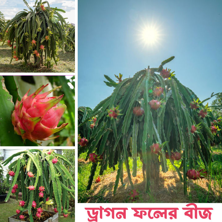 Dragon Fruits Hybrid Seeds 49 pice + gift