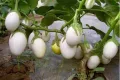 White Mini Eggplant Seeds -10 pieces seeds. 