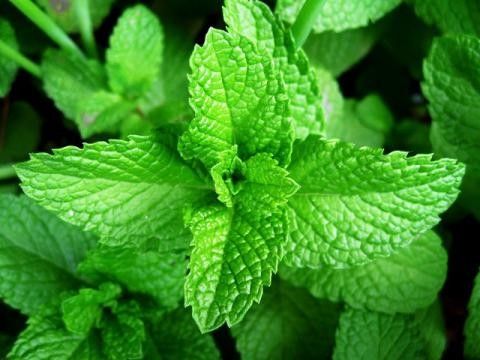 Indispensable%20-%20Fresh%20Green%20Holy%20Basil%20(Tulsi%20Plant)%20seeds%20-%2040%20Pieces%20for%20Holistic%20Health%20and%20Wellness%20-%20Tools,%20DIY%20&%20Outdoor%20-%20Image%206