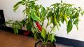 3 Type Chili Seed Combo Pack - Capcicum, Long Chili & Suryamukhi Chili- ক্যাপসিকাম, লম্বা মরিচ ও সূর্যমুখী মরিচের যথাক্রমে ২৫, ৫০ ও ২০ টা করে বীজ থাকবে - Combo code - veg1.