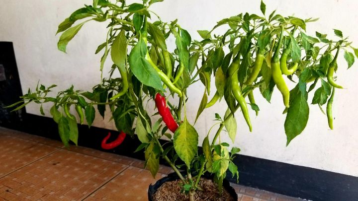 3%20Type%20Chili%20Seed%20Combo%20Pack%20-%20Capcicum,%20Long%20Chili%20&%20Suryamukhi%20Chili-%20%E0%A6%95%E0%A7%8D%E0%A6%AF%E0%A6%BE%E0%A6%AA%E0%A6%B8%E0%A6%BF%E0%A6%95%E0%A6%BE%E0%A6%AE,%20%E0%A6%B2%E0%A6%AE%E0%A7%8D%E0%A6%AC%E0%A6%BE%20%E0%A6%AE%E0%A6%B0%E0%A6%BF%E0%A6%9A%20%E0%A6%93%20%E0%A6%B8%E0%A7%82%E0%A6%B0%E0%A7%8D%E0%A6%AF%E0%A6%AE%E0%A7%81%E0%A6%96%E0%A7%80%20%E0%A6%AE%E0%A6%B0%E0%A6%BF%E0%A6%9A%E0%A7%87%E0%A6%B0%20%20%E0%A6%AF%E0%A6%A5%E0%A6%BE%E0%A6%95%E0%A7%8D%E0%A6%B0%E0%A6%AE%E0%A7%87%20%E0%A7%A8%E0%A7%AB,%20%E0%A7%AB%E0%A7%A6%20%E0%A6%93%20%E0%A7%A8%E0%A7%A6%20%E0%A6%9F%E0%A6%BE%20%E0%A6%95%E0%A6%B0%E0%A7%87%20%E0%A6%AC%E0%A7%80%E0%A6%9C%20%E0%A6%A5%E0%A6%BE%E0%A6%95%E0%A6%AC%E0%A7%87%20-%20Combo%20code%20-%20veg1%20-%20Image%206