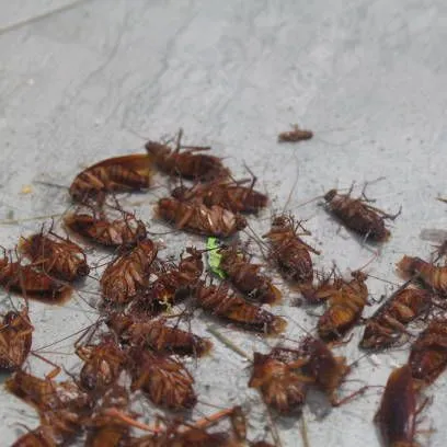 Cockroach%20&%20Flies%20Killer%20(%E0%A6%AE%E0%A6%BE%E0%A6%9B%E0%A6%BF%E0%A6%B0%20%E0%A6%93%20%E0%A6%A4%E0%A7%87%E0%A6%B2%E0%A6%BE%E0%A6%AA%E0%A7%8B%E0%A6%95%E0%A6%BE%E0%A6%B0%20%E0%A6%9C%E0%A6%A8%E0%A7%8D%E0%A6%AF%20%E0%A7%A7%E0%A7%A6%E0%A7%A6%25%20%E0%A6%97%E0%A7%8D%E0%A6%AF%E0%A6%BE%E0%A6%B0%E0%A6%BE%E0%A6%A8%E0%A7%8D%E0%A6%9F%E0%A6%BF)%201pc%20-%20Image%202