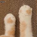 L Shaped Cardboard Cat Scratching for Indoor Cats Kitten Kitty. 