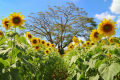 Sunflower Tree Seeds -25Pcs  (Global Seeds). 