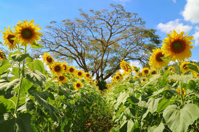 Sunflower%20Tree%20Seeds%20-25Pcs%20%20(Global%20Seeds)%20-%20Image%206