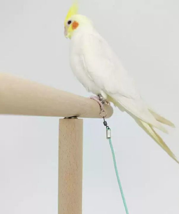 Adjustable%20Bird%20Flying%20Leash%20-%20Ultra%20Light%20and%20Elastic%20Training%20Rope%20for%20Parrots%20and%20Cockatiels%20-%20Anti-Bite%20Outdoor%20Flight%20Traction%20Rope%20with%20Comfortable%20Wrist%20Strap%20-%20Pet%20Bird%20Training%20Harness%20-%20Image%203
