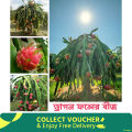 Dragon Fruits Hybrid Seeds 49 pice + gift.