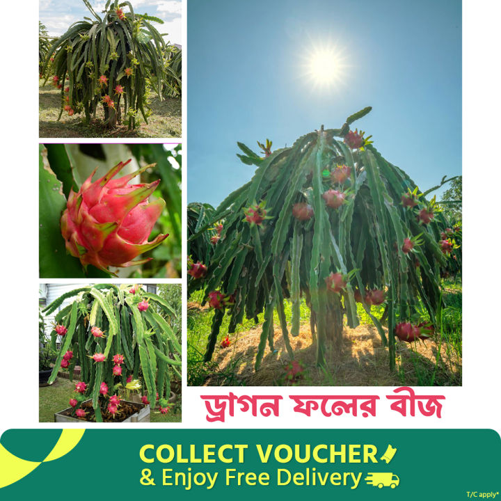 Dragon Fruits Hybrid Seeds 49 pice + gift