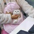 Cat Carrier Backpack Soft Pet Backpack Carrier for Daily Use Outdoor Pink. 